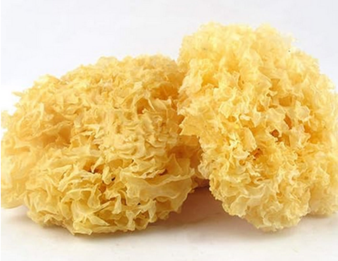 Tremella Mushroom