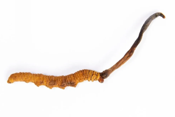 Cordyceps Sinensis - Ophiocordyceps sinensis