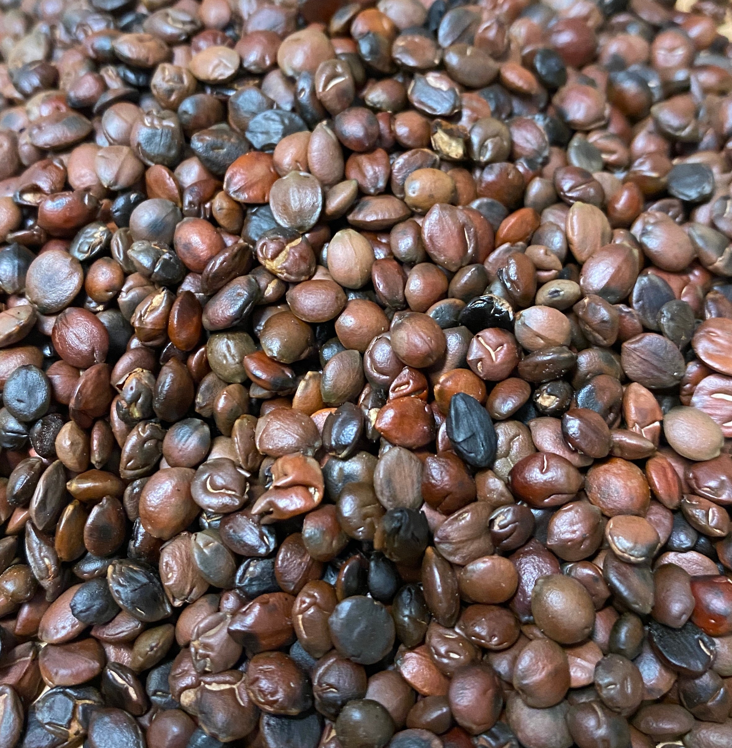 Suan Zao Ren (Chao) - 酸枣仁 - Sour Jujube Seed, Zizyphus spinosa - Raw Herb