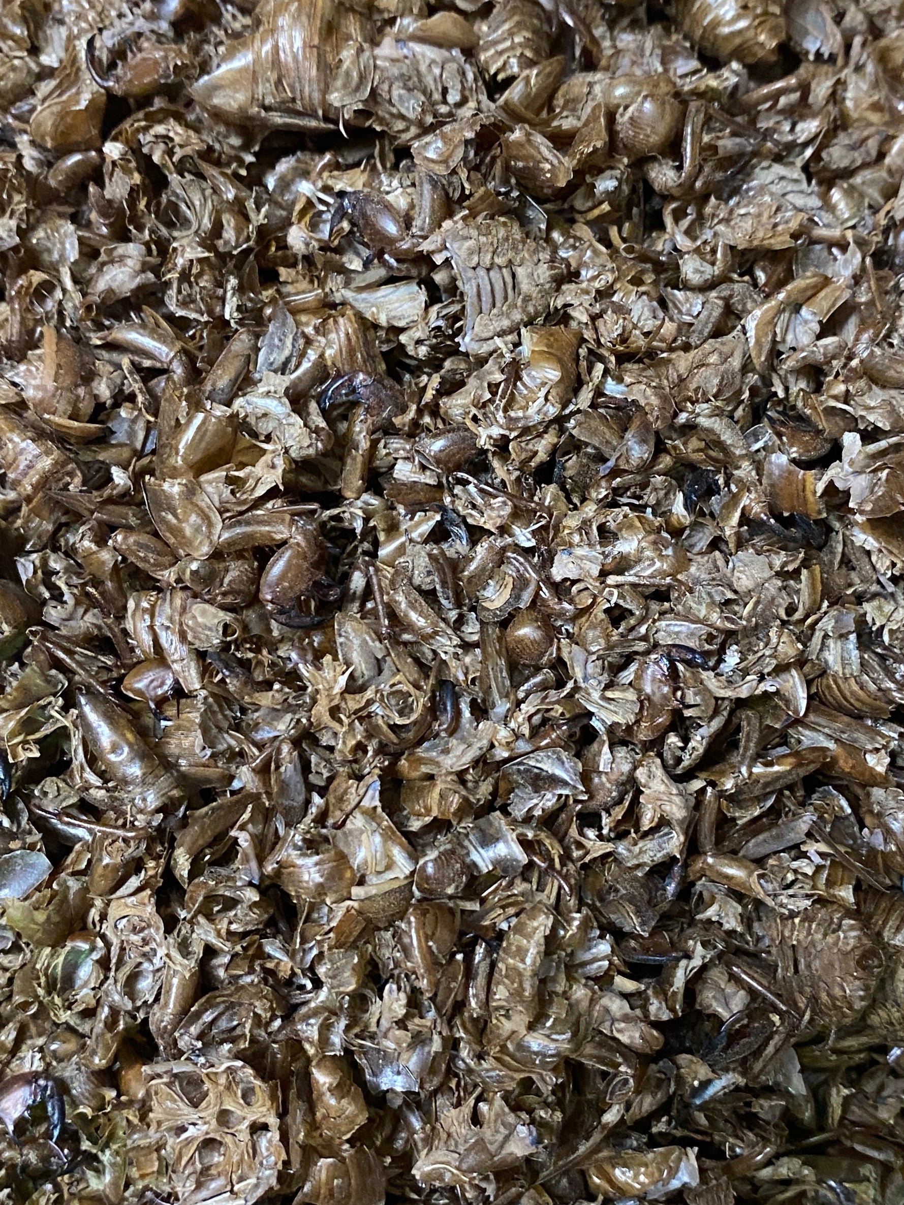 Chan Tui - 蝉蜕 - Cicada Moulting - Raw Herb