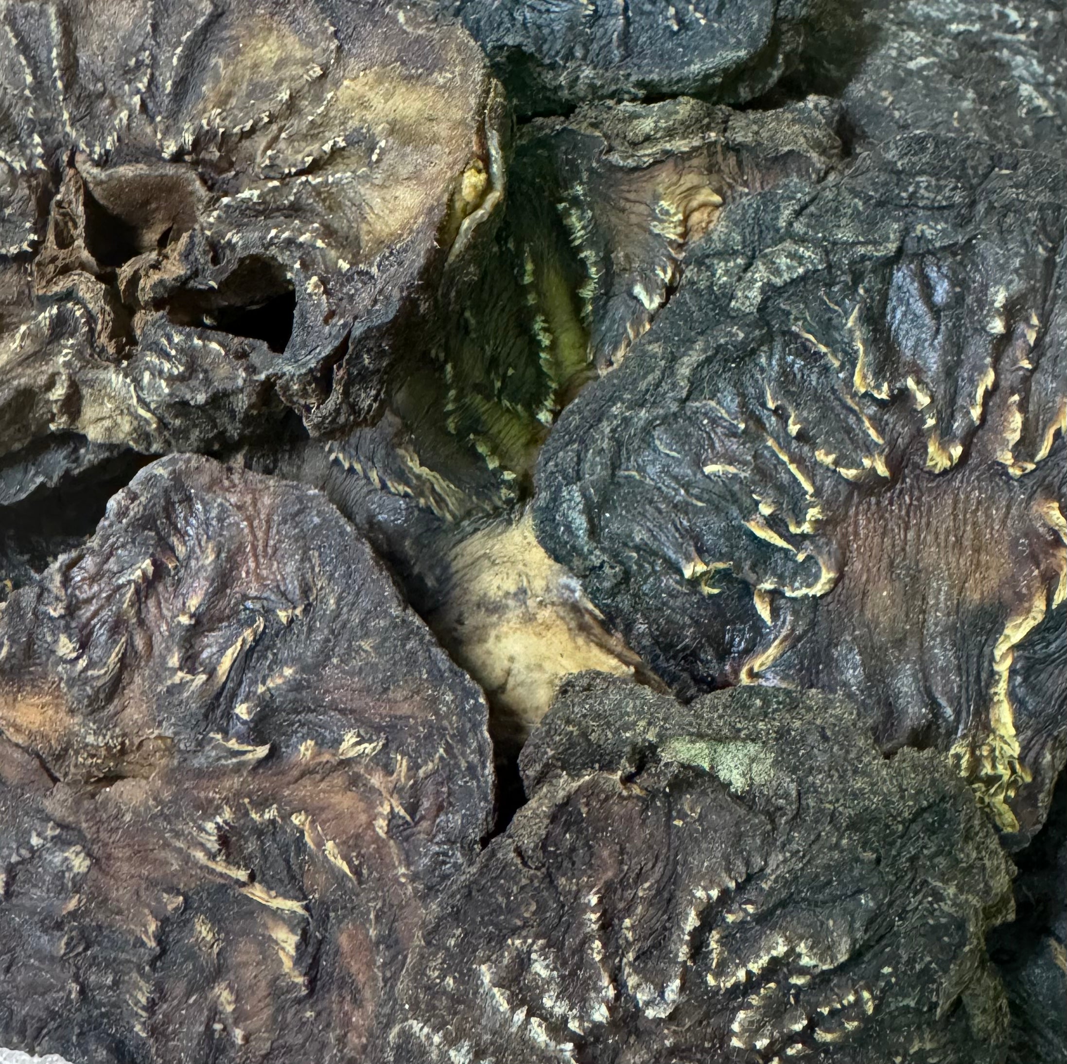 Rou Cong Rong - 肉苁蓉 - Fleshy Stem of the Broomrape - Raw Herb