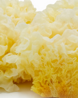 Tremella (Whole) - Tremella fuciformis - Raw Herb