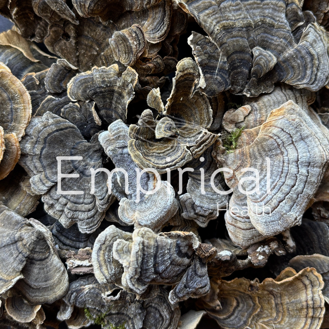 Turkey Tail - Trametes versicolor - Raw Herb