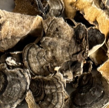 Yun Zhi (AA) - 云芝- Turkey Tail - Trametes versicolor
