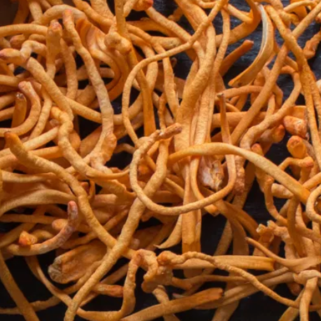 Cordyceps - Cordyceps militaris - Raw Herb