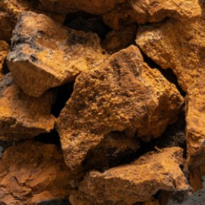 Chaga - Inonotus obliquus - Raw Herb