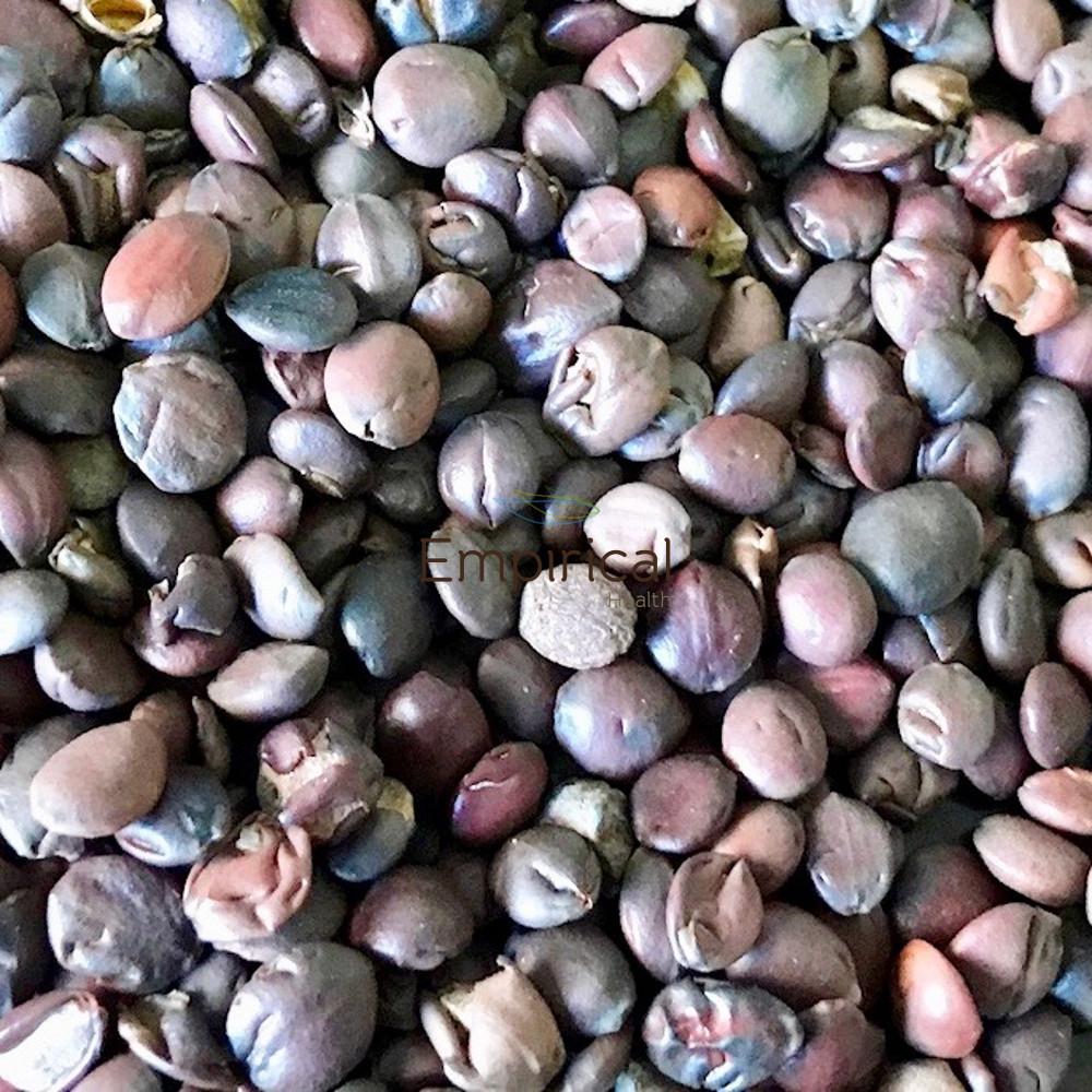 Suan Zao Ren - 酸枣仁 - Sour Jujube Seed, Zizyphus spinosa - Raw Herb