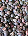 Suan Zao Ren - 酸枣仁 - Sour Jujube Seed, Zizyphus spinosa - Raw Herb