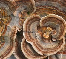 Mushroom Complex - Honey Pearls